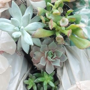 Meet your Posher, Abigale